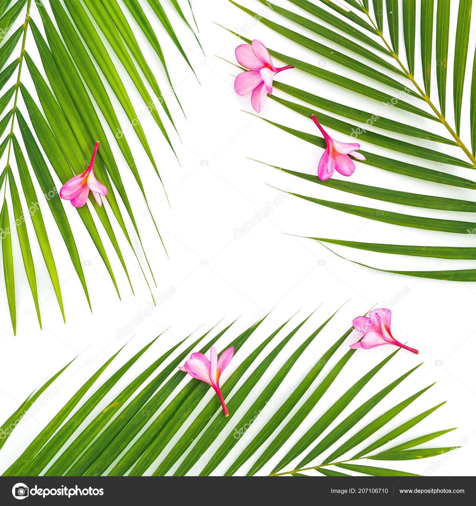 Composición Hojas Palma Tropical Con Flores Exóticas Color Rosa Sobre