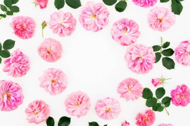 Beyaz arka plan üzerinde üstten görünüm izole daire şeklinde yaprakları ile pastel pembe güller 