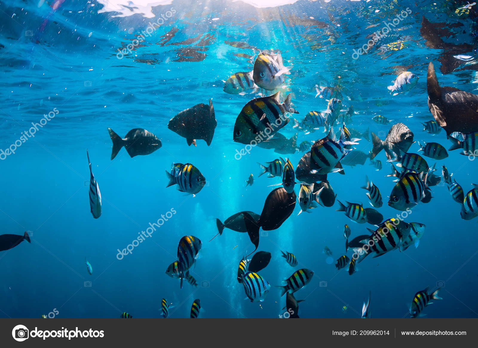 Underwater World Tropical Fish Pacific Ocean — Stock Photo © Keola