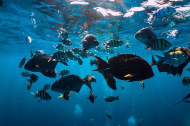 Sualtı Dünya tropikal balık Hint Okyanusu ile