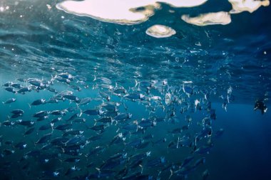 Sualtı dünya okyanus ve ücretsiz dalgıç okulu balık ile