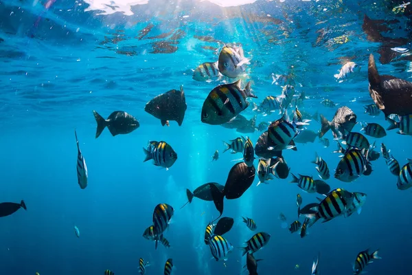 Monde Sous Marin Avec Poissons Tropicaux Dans Océan Pacifique — Photo