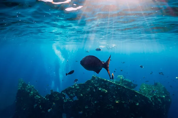 Hermoso Mundo Submarino Con Peces Tropicales Uss Liberty Bali — Foto de Stock