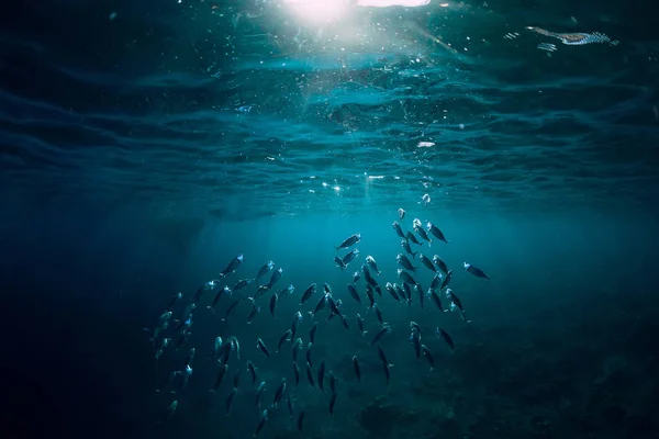 Mundo Subaquático Com Peixes Escola Nadam Acima Recife Coral — Fotografia de Stock