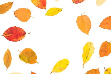 Renkli sonbahar ağaç yaprak beyaz arka plan üzerinde üstten görünüm izole sonbahar çerçeve yapılmış