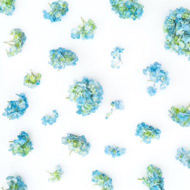Mavi ortanca çiçek beyaz arka plan, üstten görünüm üzerinde çerçeve çiçek 
