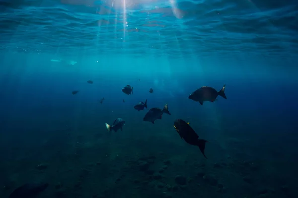 水下世界与学校鱼游泳在珊瑚礁之上 — 图库照片