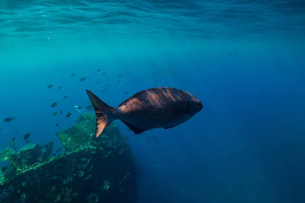 Underwater World School Fish Swim Coral Reef — Stock Photo, Image