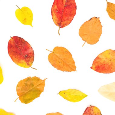 Sonbahar sonbahar ağaç çerçevesinde beyaz zemin üzerine bırakır. Düz yatıyordu, en iyi görünümü