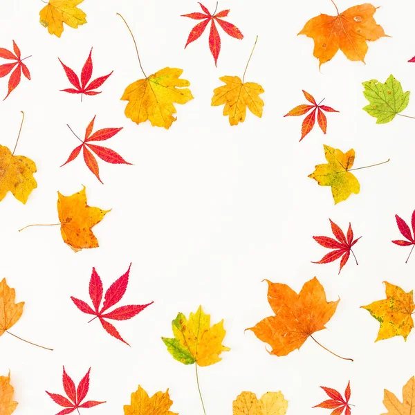 Herbstrahmen Von Herbstbaumblättern Auf Weißem Hintergrund Flache Lage Draufsicht — Stockfoto