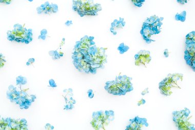 Beyaz zemin üzerine mavi ortanca çiçek. Düz yatıyordu, en iyi görünüm. Çiçek arka plan