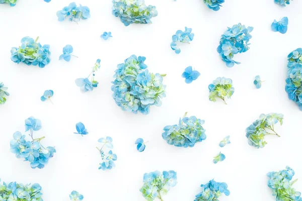 Beyaz zemin üzerine mavi ortanca çiçek. Düz yatıyordu, en iyi görünüm. Çiçek arka plan