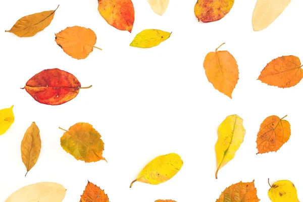 Herbstrahmen Von Herbstbaumblättern Auf Weißem Hintergrund Flache Lage Draufsicht — Stockfoto