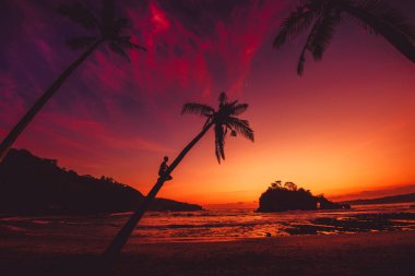 Hindistan cevizi hurma ve parlak günbatımı veya gündoğumu adam oturup tropikal Beach ile okyanus