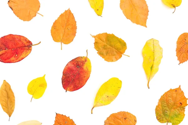 Herbstmuster Aus Hellen Herbstblättern Auf Weißem Hintergrund Flache Lage Draufsicht — Stockfoto