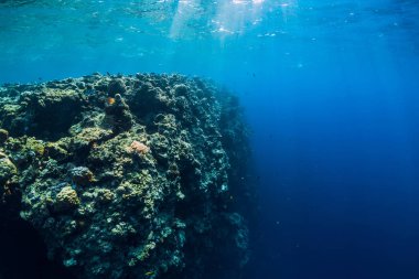 Mercan ile tropikal sualtı dünyasını. Dalış için güzel bir yer