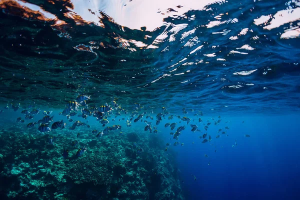Wildlife Underwater School Fish Ocean Coral Reef — Stock Photo, Image