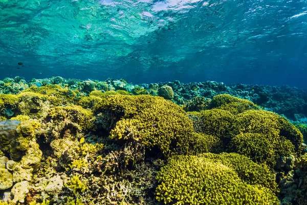 Mundo Tropical Submarino Con Arrecife Coral Amarillo Peces Hermoso Lugar — Foto de Stock