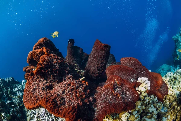 サンゴ礁と魚と熱帯の水中世界 リーフで赤サンゴ ダイビングのための美しい場所 — ストック写真