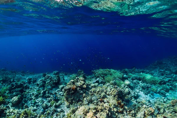 Tropical Underwater World Corals School Fish Blue Ocean Tropics — Stock Photo, Image