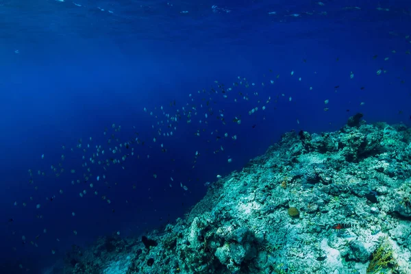 Tropische Onderwaterwereld Met Koralen School Van Vissen — Stockfoto