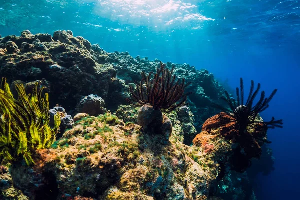 Mundo Submarino Exótico Con Corales Peces Los Trópicos —  Fotos de Stock