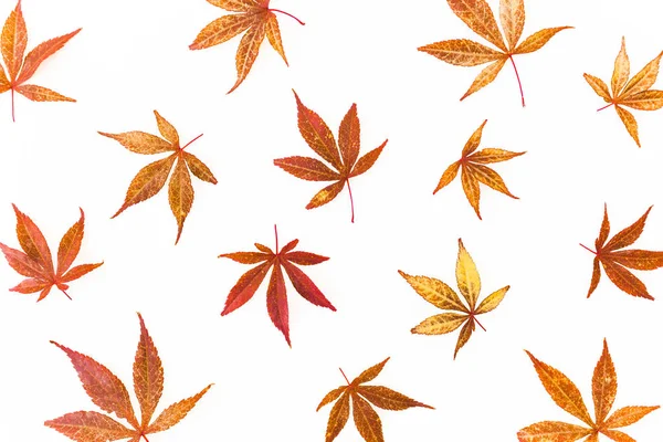 Herbstmuster Roter Blätter Auf Weißem Hintergrund Flache Lage Draufsicht — Stockfoto