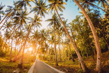 Nusa Penida adada günbatımı ışığı ile bir ormanda yol. Endonezya.