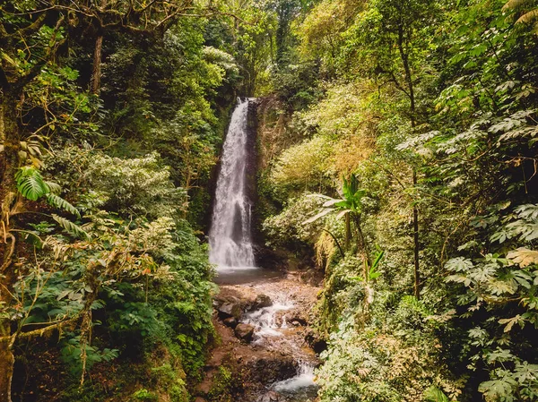 エキゾチックな植物のジャングルの中で滝の眺め インドネシア バリ島 — ストック写真