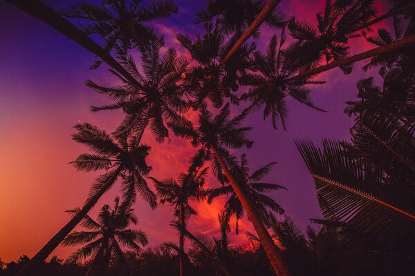Exotic coconut palms with amazing sunset colors in tropical island