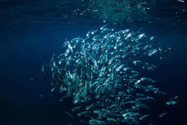 Wild Onderwaterwereld Met Tonijn Van School — Stockfoto