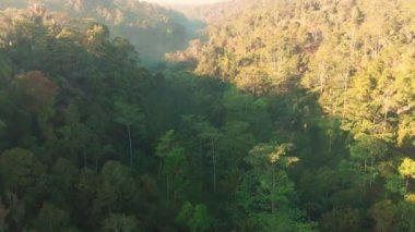 Uçak Bali tropikal orman ile inanılmaz manzara. Havadan görünümü