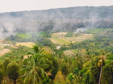Pirinç tarlaları ve Hindistan cevizi avuç içi Bali adasında. Teraslı havadan görünümü