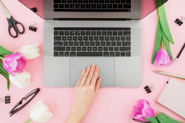 Kadın serbest meslek laptop ile çalışma. İş yerinde eller, dizüstü bilgisayar, Lale çiçek, aksesuarları ve günlüğü üzerinde pembe bir arka plan ile. Üstten görünüm. Düz yatıyordu.