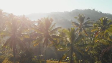 Hindistan cevizi avuç içi ve tropikal orman harika manzaralı. Hava video