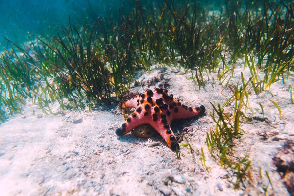 Red Starfish Ocean Sand Sea Weed Underwater — Stock Photo, Image