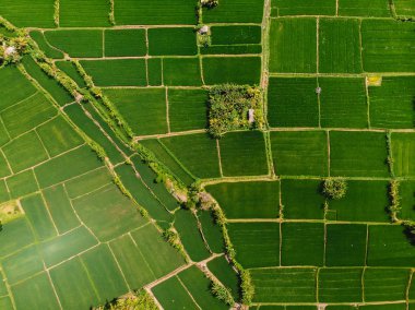 Pirinç tarlaları Bali adasında havadan görünümü 