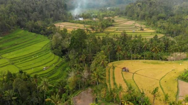 Incredibile Vista Con Terrazze Riso Palme Cocco Foresta Bali Video — Video Stock