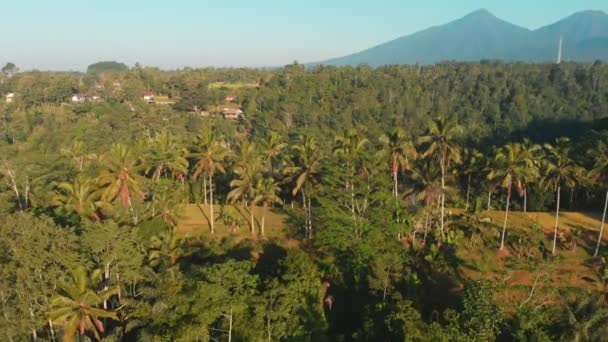 Geweldig Uitzicht Vanaf Drone Met Kokospalmen Terrassen Luchtfoto Video — Stockvideo