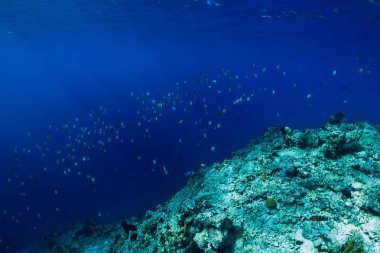 Deniz dünya sualtı Mercan Denizi içinde tropikal balık sürüsü ile