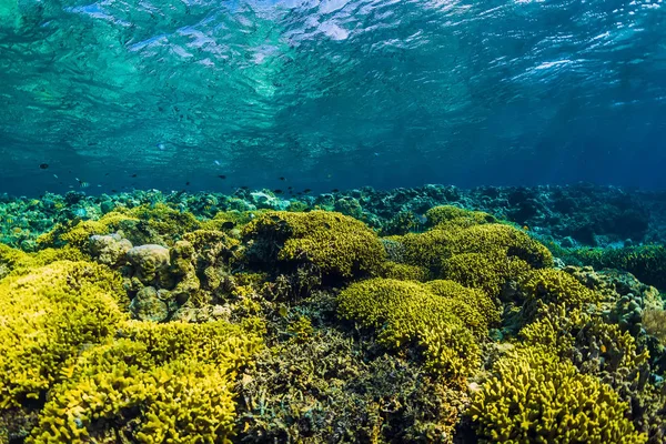 Mundo Tropical Submarino Con Corales Peces Amarillos — Foto de Stock