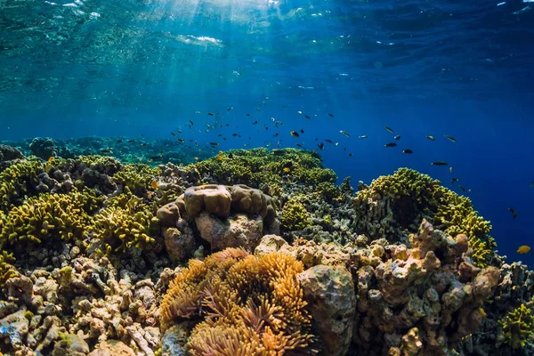 Mundo Submarino Salvaje Con Corales Peces Tropicales — Foto de Stock