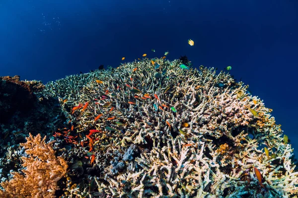Belo Mundo Subaquático Com Corais Escola Peixes Tropicais Coloridos — Fotografia de Stock