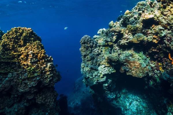 Rocas Submarinas Con Arrecife Coral Océano Isla Menjangan Bali — Foto de Stock