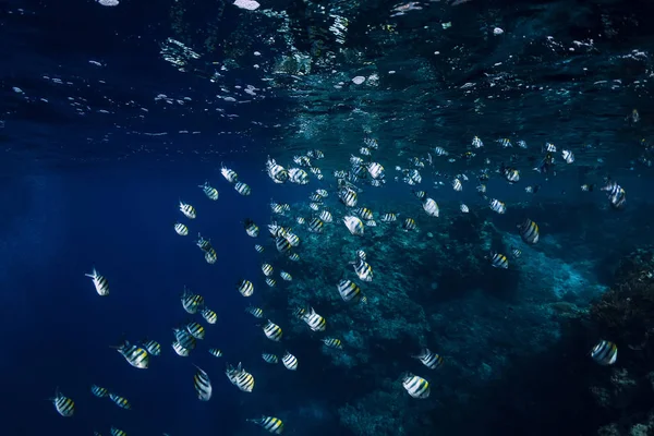 Underwater Wild World Exotic School Fish — Stock Photo, Image