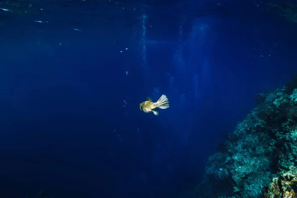 Sea Wild World Underwater Box Fish Blue Ocean — Stock Photo, Image