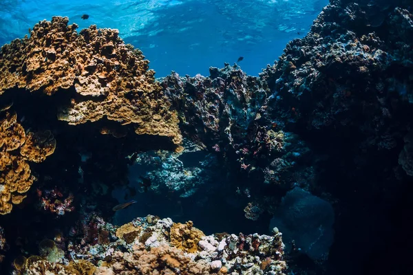 Rochers Sous Marins Avec Récif Corallien Dans Océan Île Menjangan — Photo