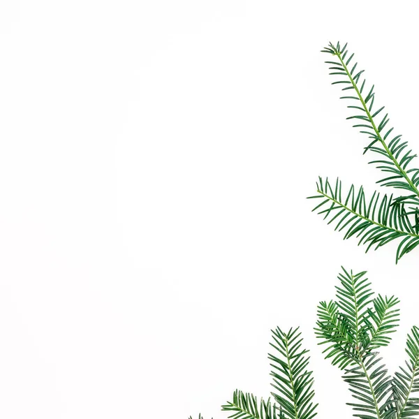 Christmas Concept Winter Fir Branches White Background Holiday Background Flat — Stock Photo, Image