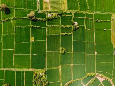 Yeşil pirinç tarlaları hava görünümünü. Bali adasında doğal doku.