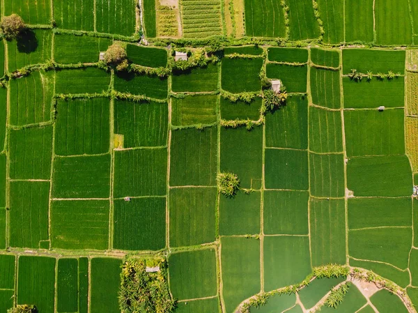 Yeşil Pirinç Tarlaları Hava Görünümünü Bali Adasında Doğal Doku — Stok fotoğraf